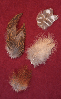 <tiger heon feathers>